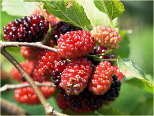 Morwa czarna Potrójna Korona, jeżyna gigant